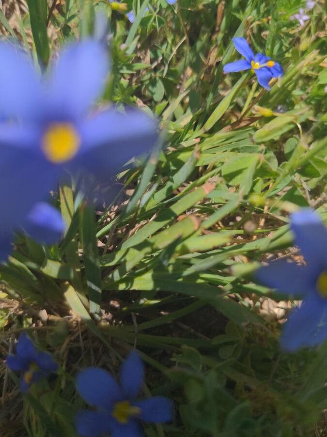 Sisyrinchium langloisii — search result for 'Iridaceae'