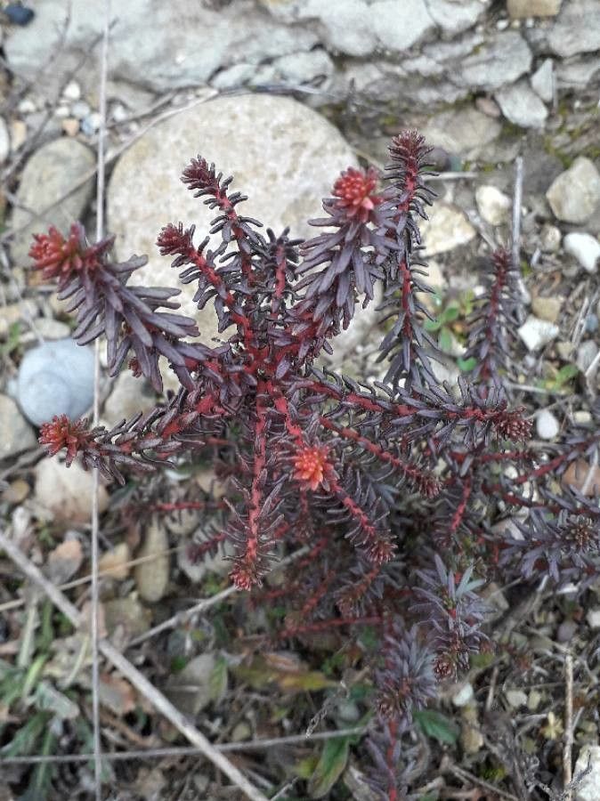 Coris monspeliensis leaf