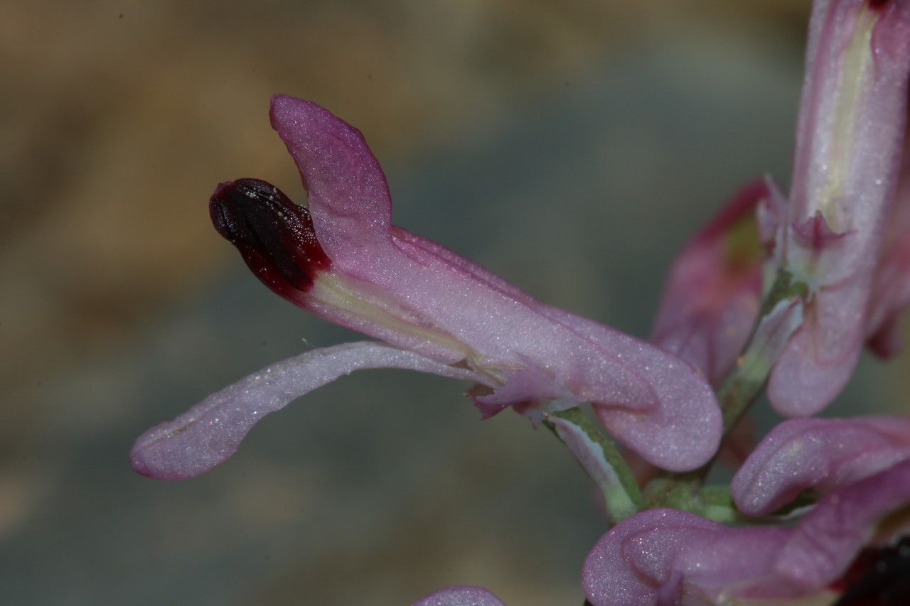 Fumaria atlantica flower