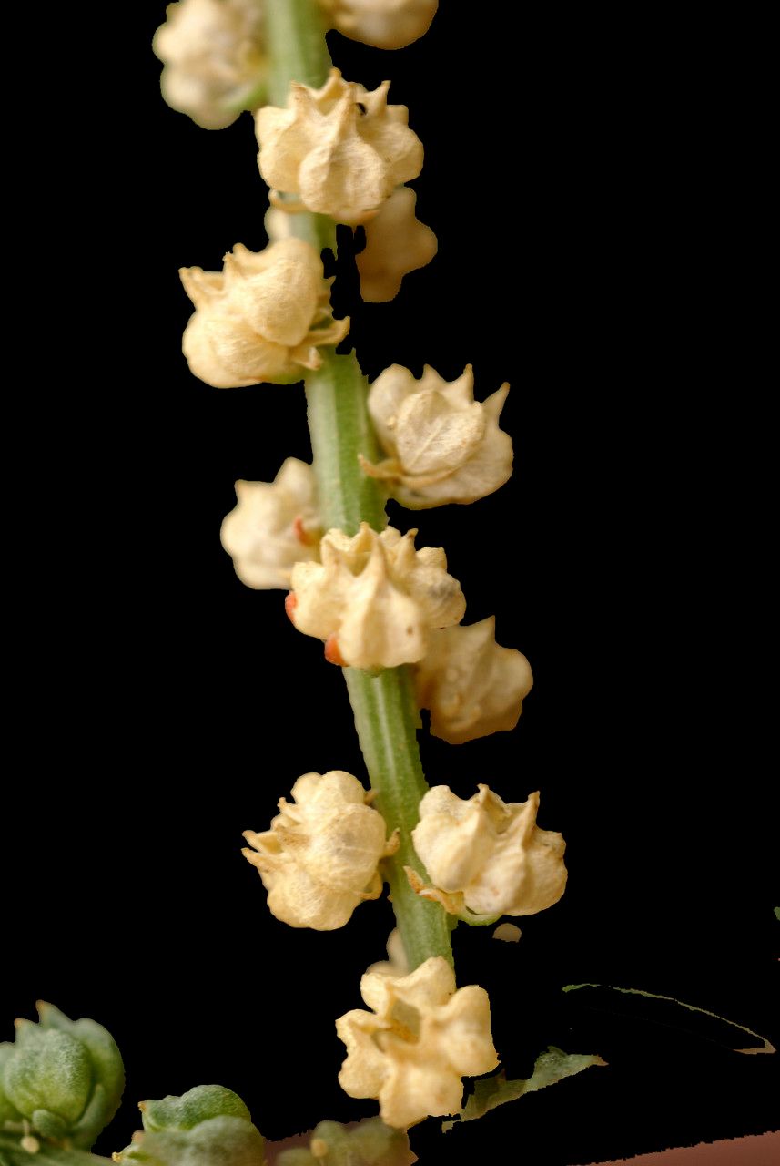 Oligomeris linifolia fruit