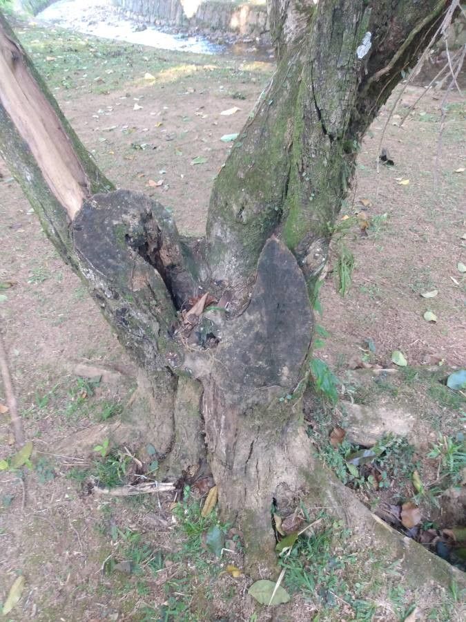 Antidesma bunius bark