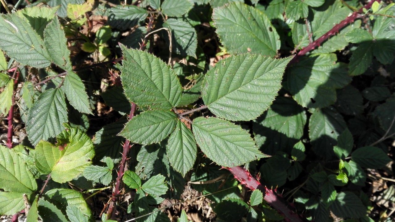 Rubus divaricatus leaf