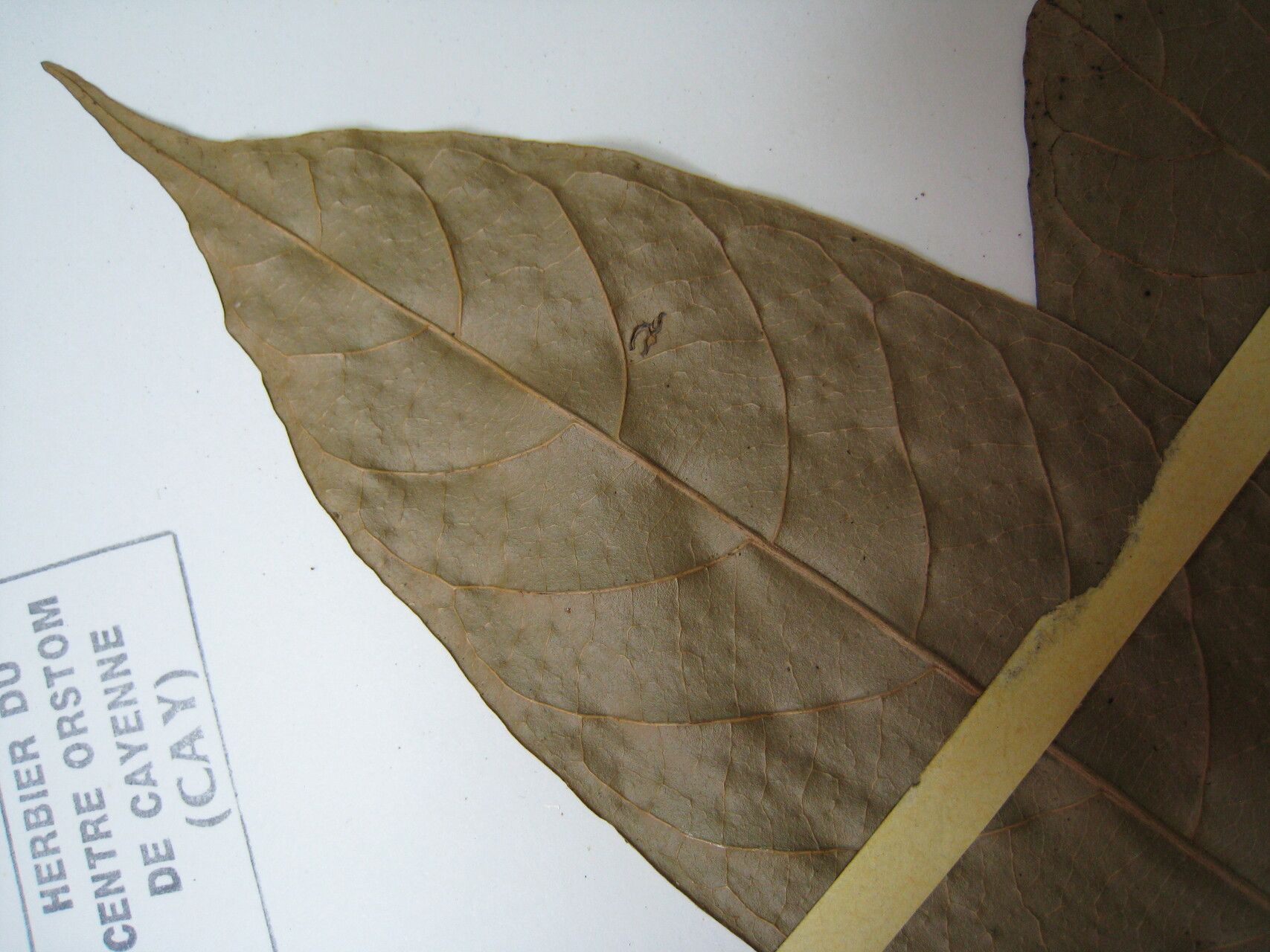 Unonopsis guatterioides other