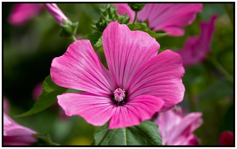 Lavatera trimestris fruit