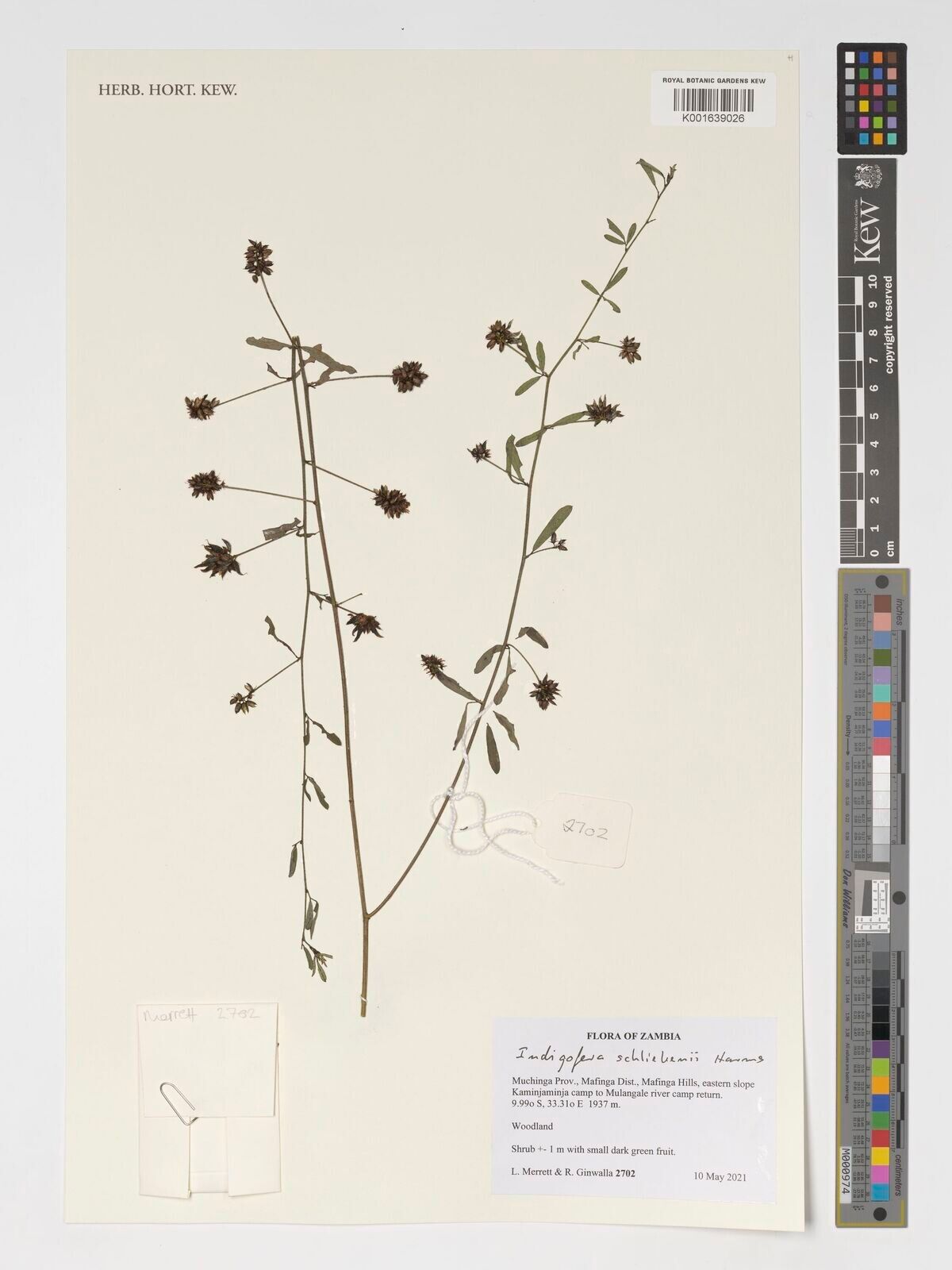 Indigofera schliebenii — houseplant care guide