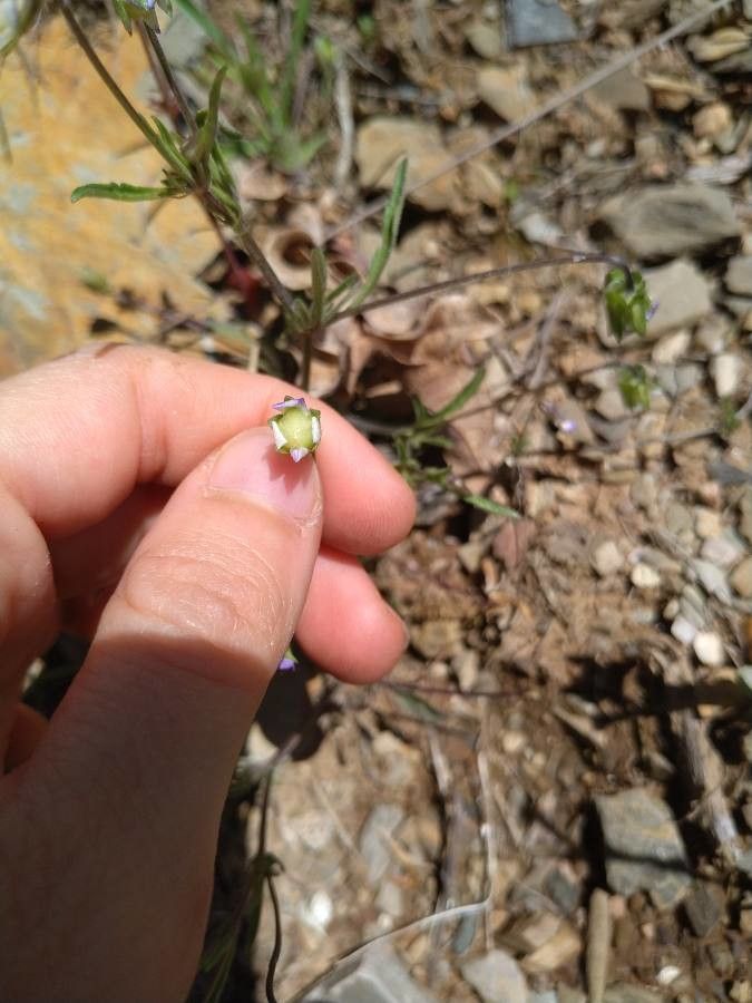 Viola kitaibeliana fruit