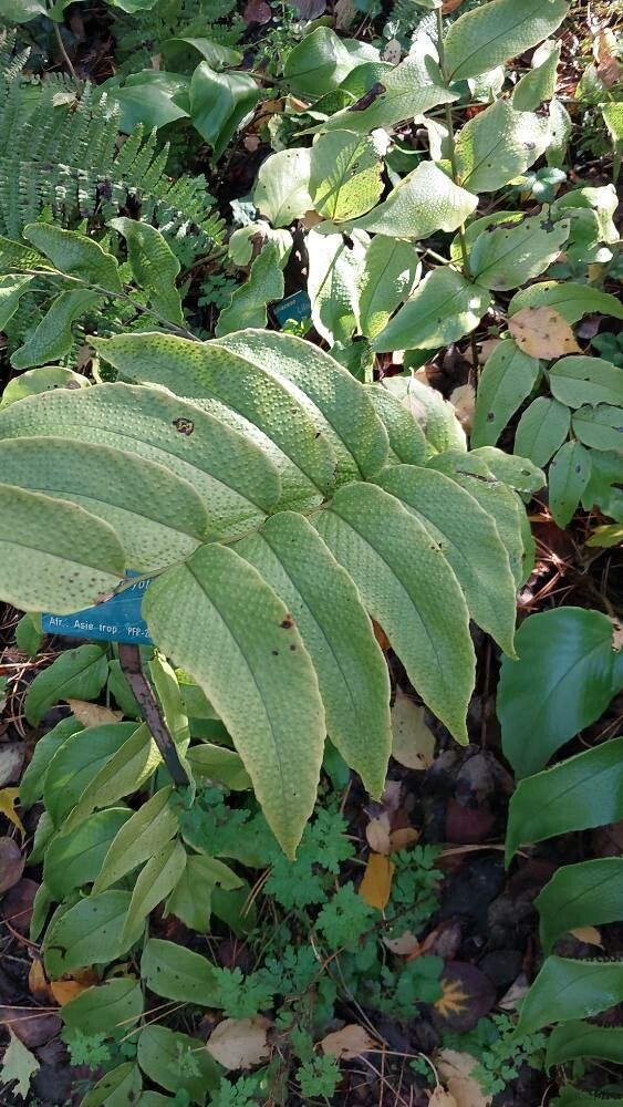 Cyrtomium caryotideum — related species from the same genus