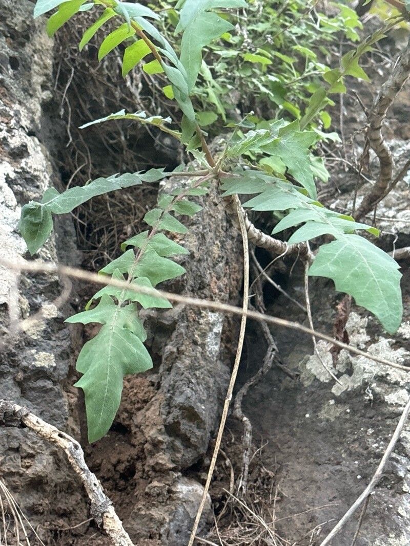 Sonchus gummifer — search result for 'Sonchus'