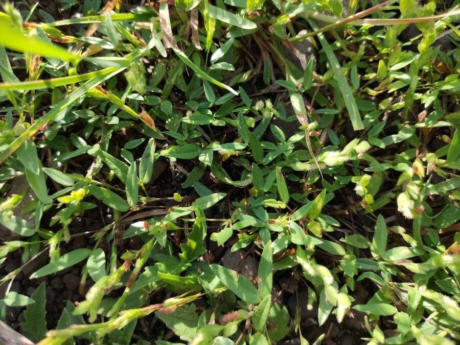 Zornia gibbosa — houseplant care guide