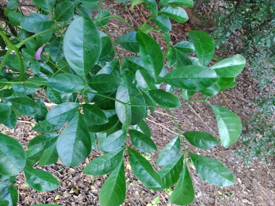 Jacaranda obovata — search result for 'Jacaranda'