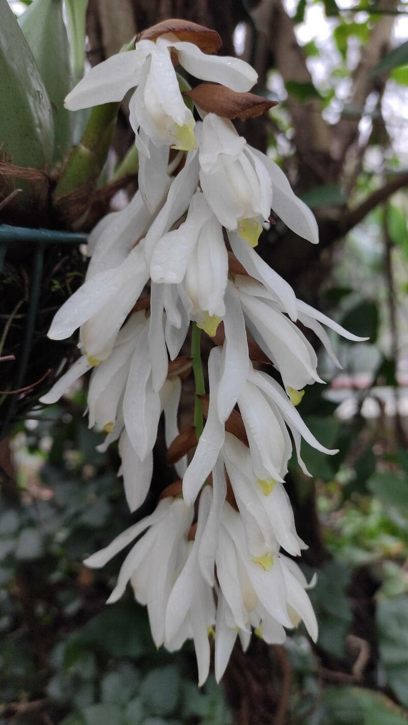 Coelogyne gardneriana flower