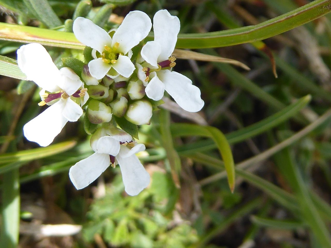 Iberis saxatilis flower