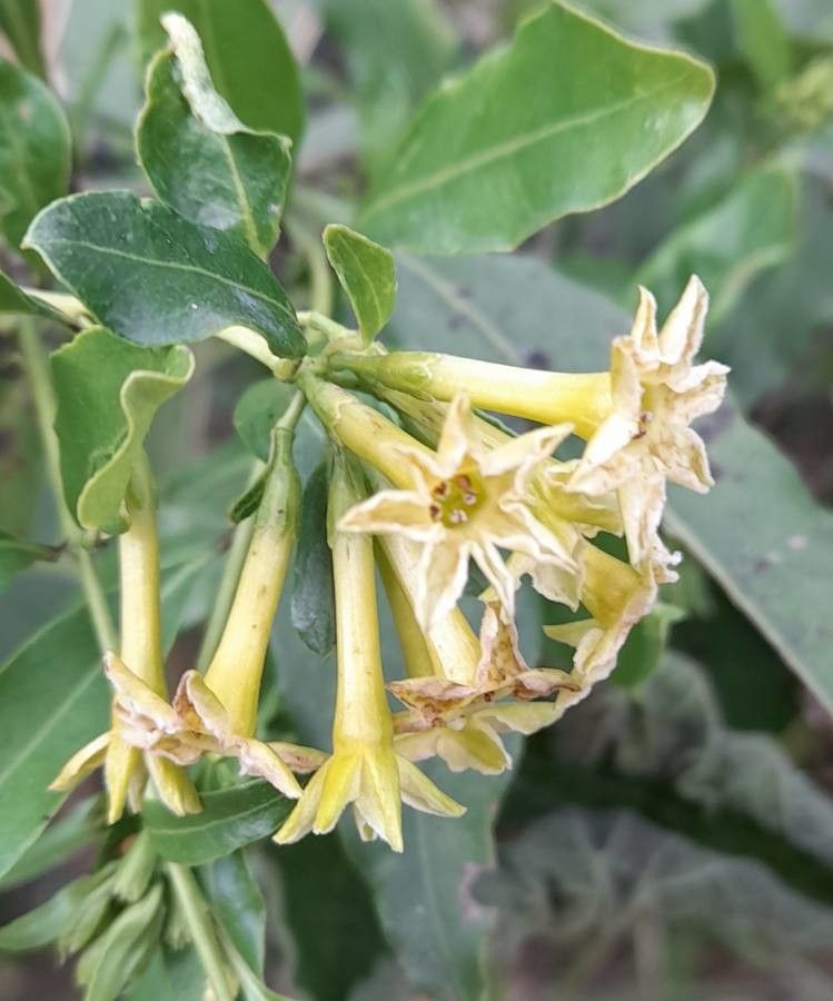 Cestrum euanthes flower