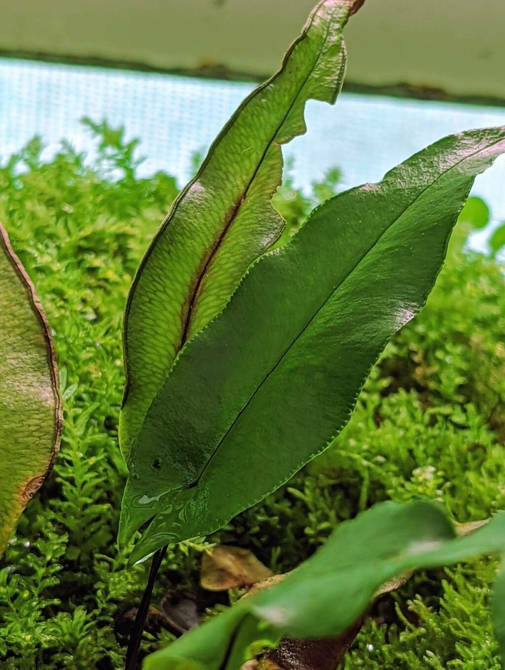 Doryopteris sagittifolia — houseplant care guide