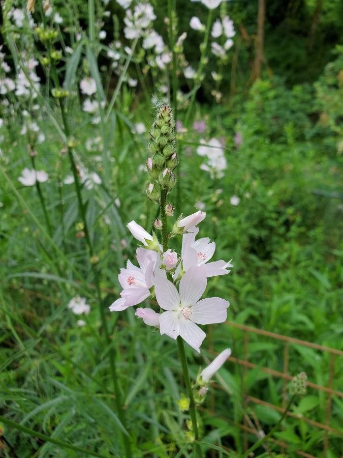 Sidalcea candida flower