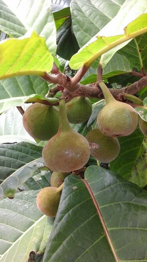 Ficus habrophylla fruit