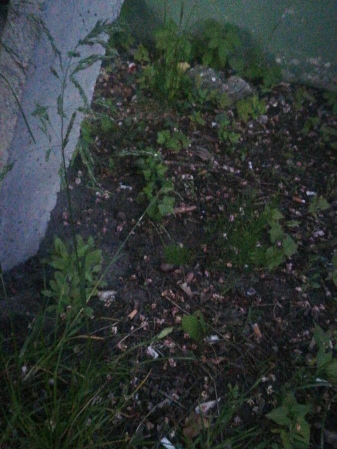 Festuca brevipila leaf