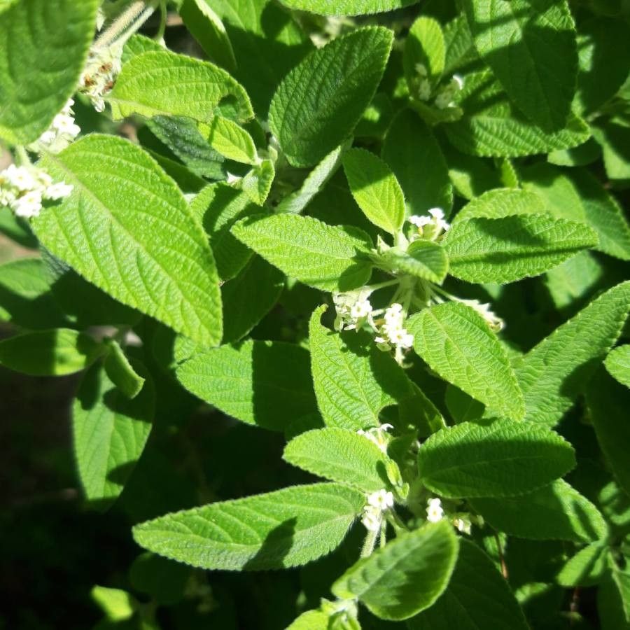 Lippia graveolens flower