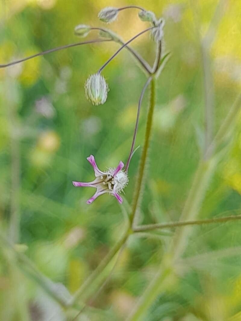 Gypsophila pilosa flower