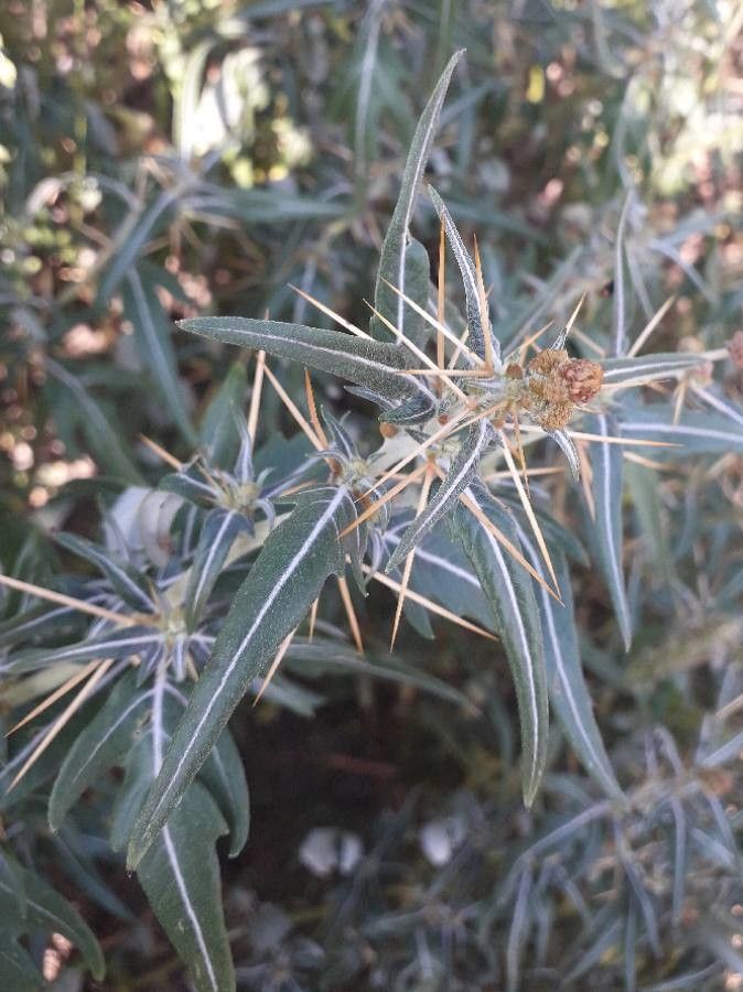 Xanthium spinosum flower