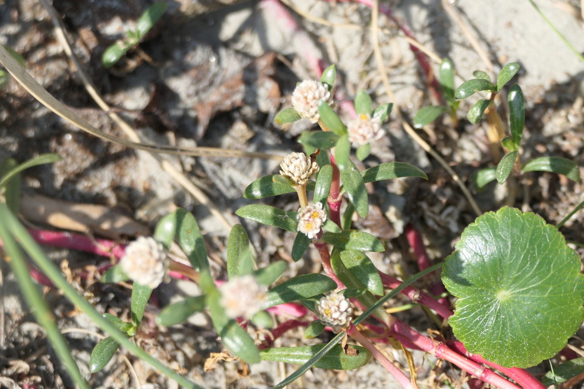 Blutaparon portulacoides flower