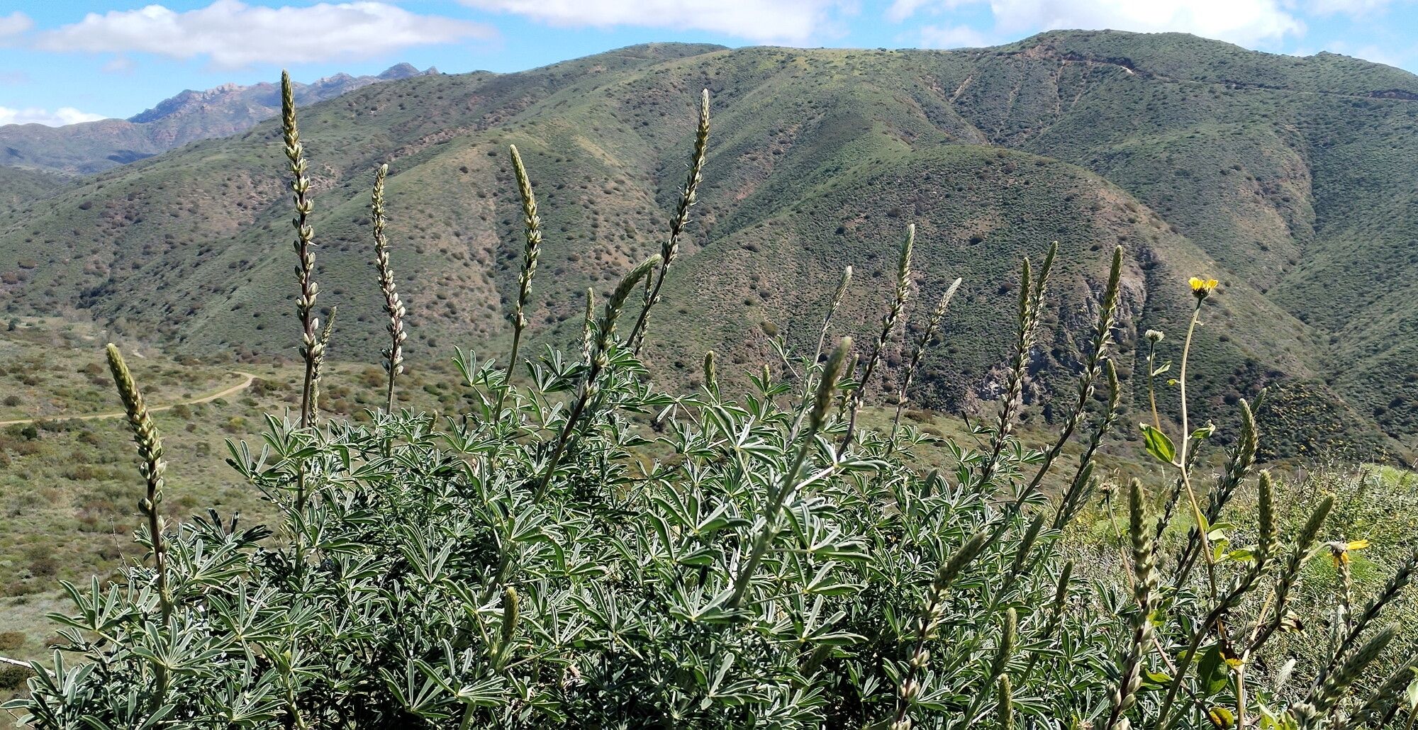 Lupinus longifolius flower