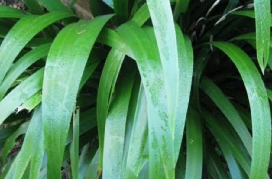 Neomarica northiana leaf