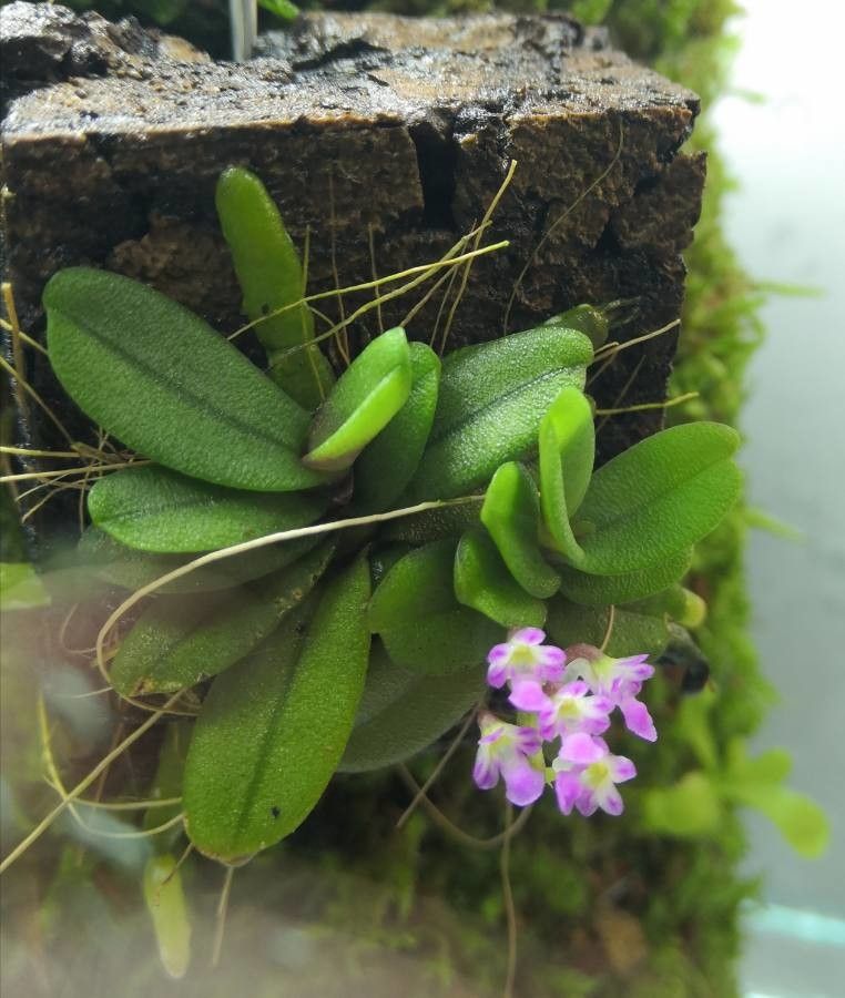 Schoenorchis tixieri — related species from the same genus
