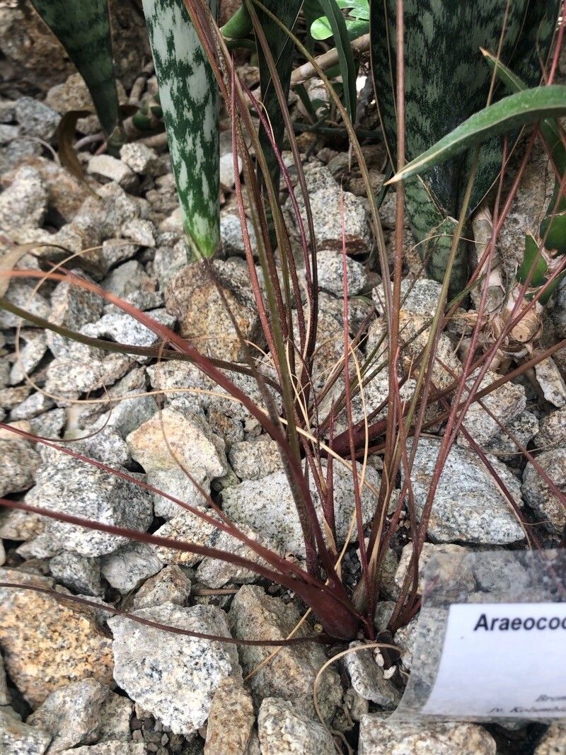 Araeococcus flagellifolius — related species from the same genus