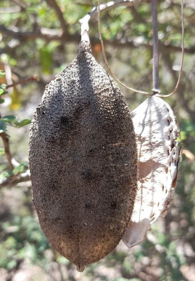 Amphilophium cynanchoides fruit