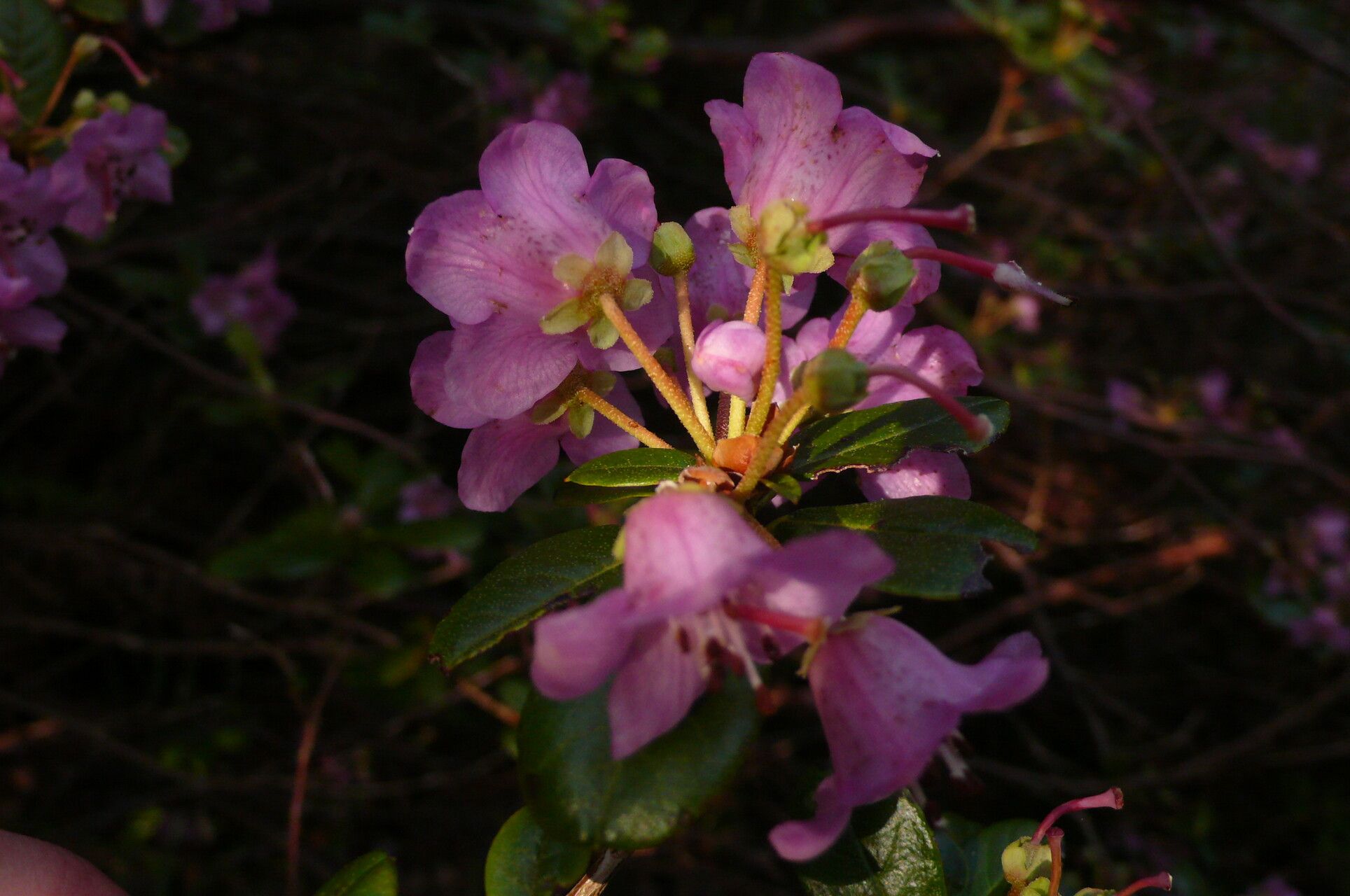Rhododendron charitopes flower