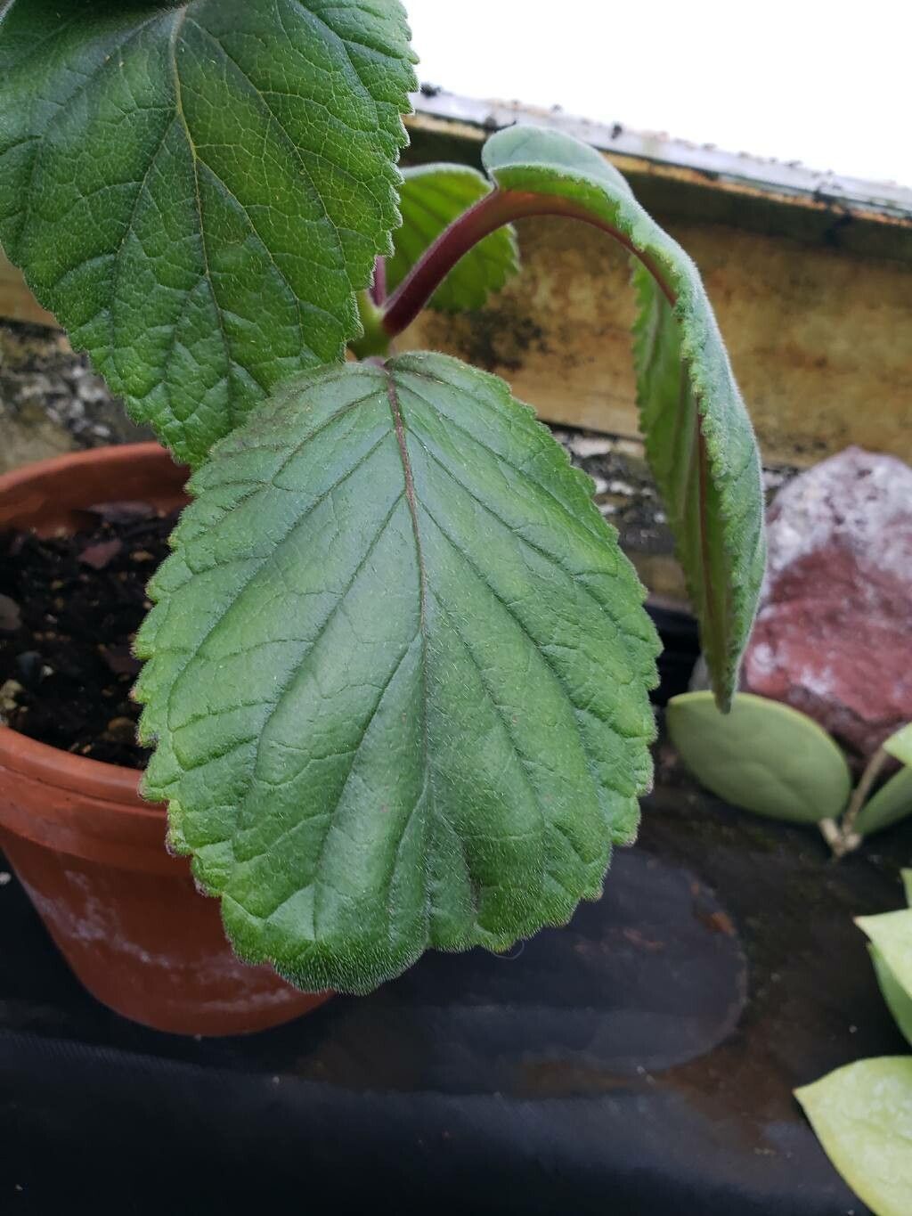 Sinningia ramboi — search result for 'Sinningia'