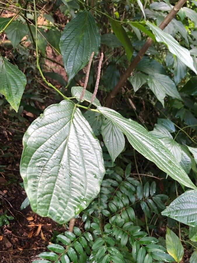 Piper dilatatum flower