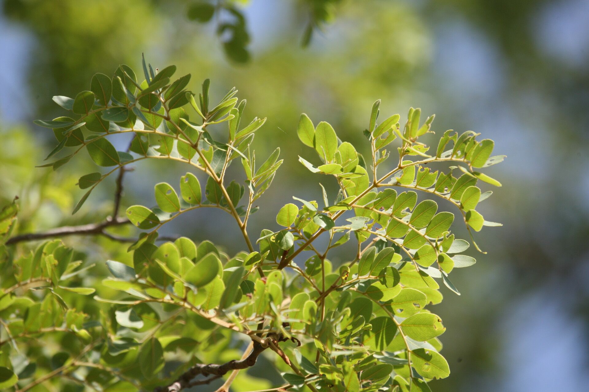 Erythrophleum africanum leaf