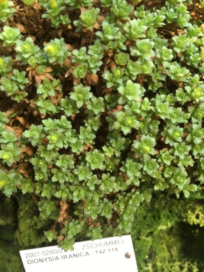 Dionysia iranica — related species from the same genus