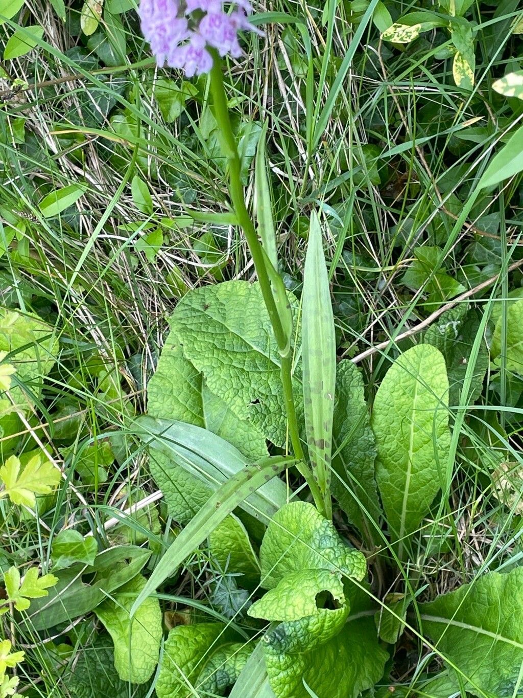 Dactylorhiza fuchsii leaf