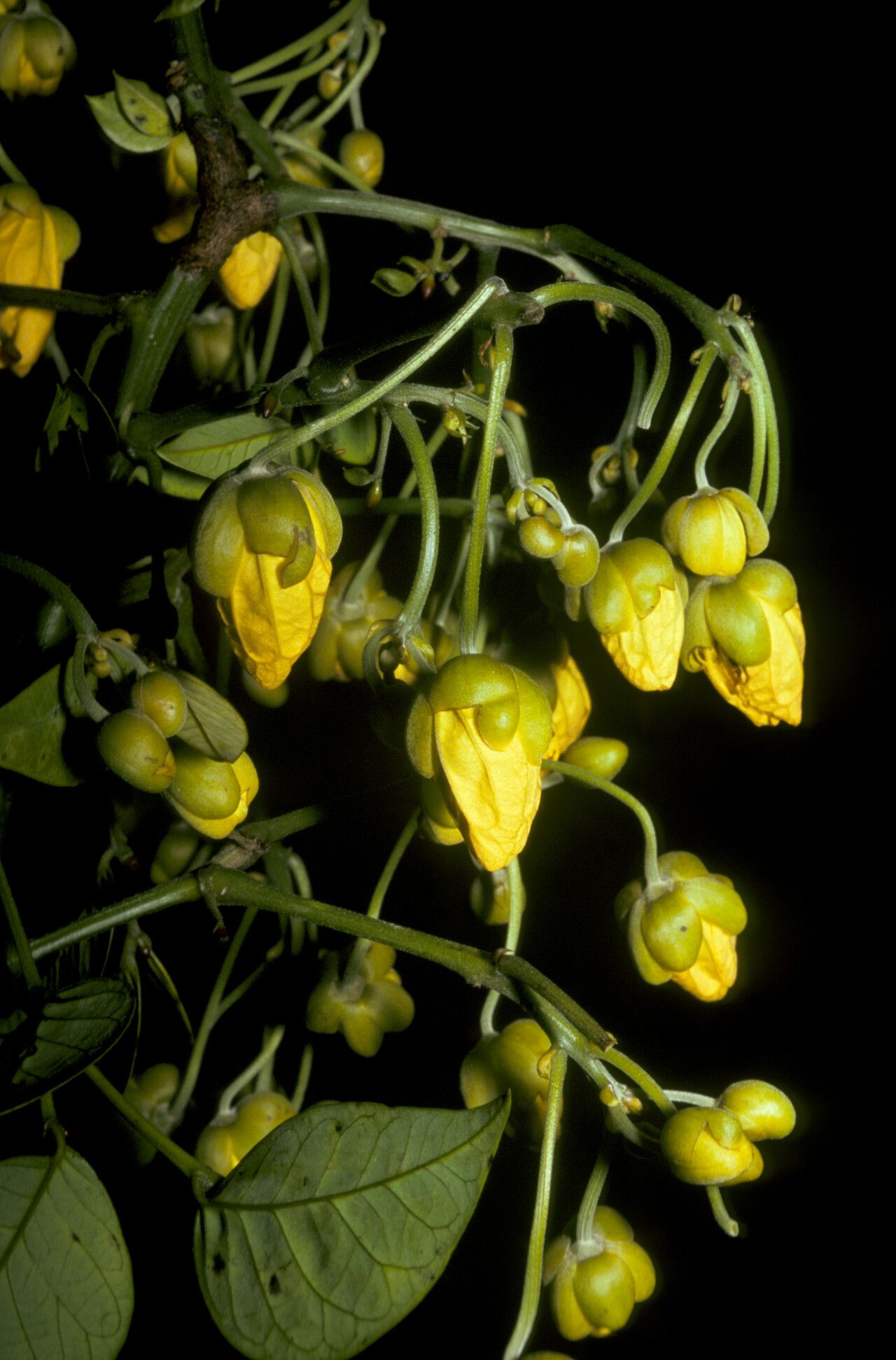 Senna quinquangulata flower