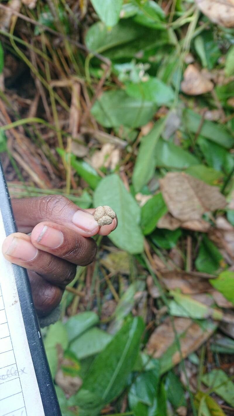 Croton mayumbensis — houseplant care guide