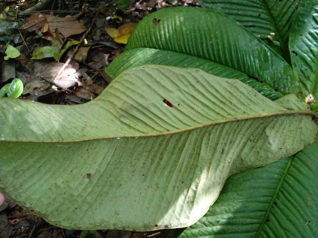 Ardisia wedelii — search result for 'Ardisia'