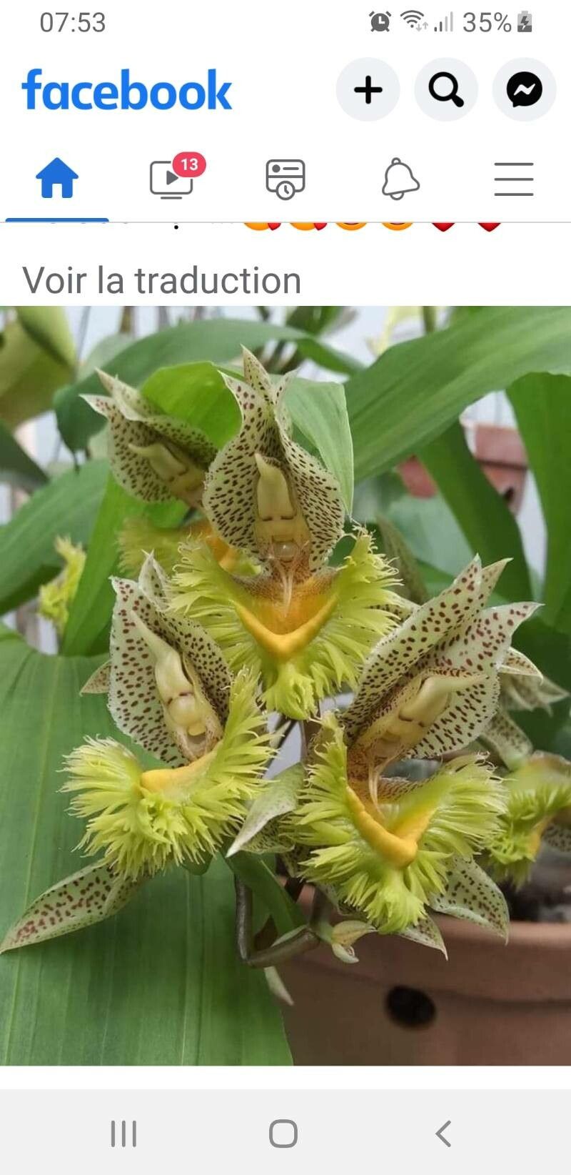 Catasetum fimbriatum — search result for 'Mimosa'