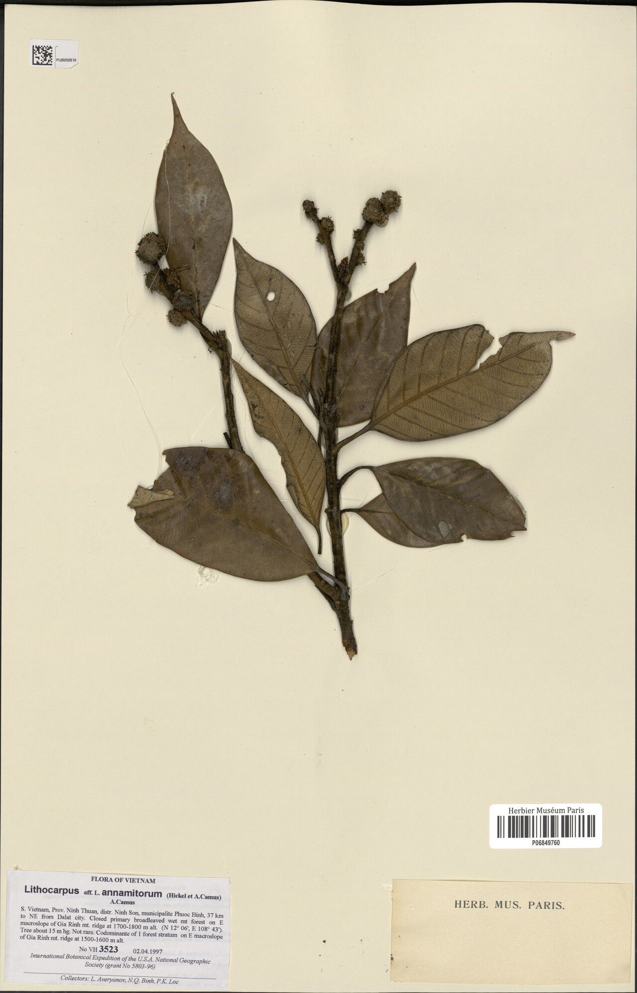 Lithocarpus annamitorus — search result for 'Lithocarpus'