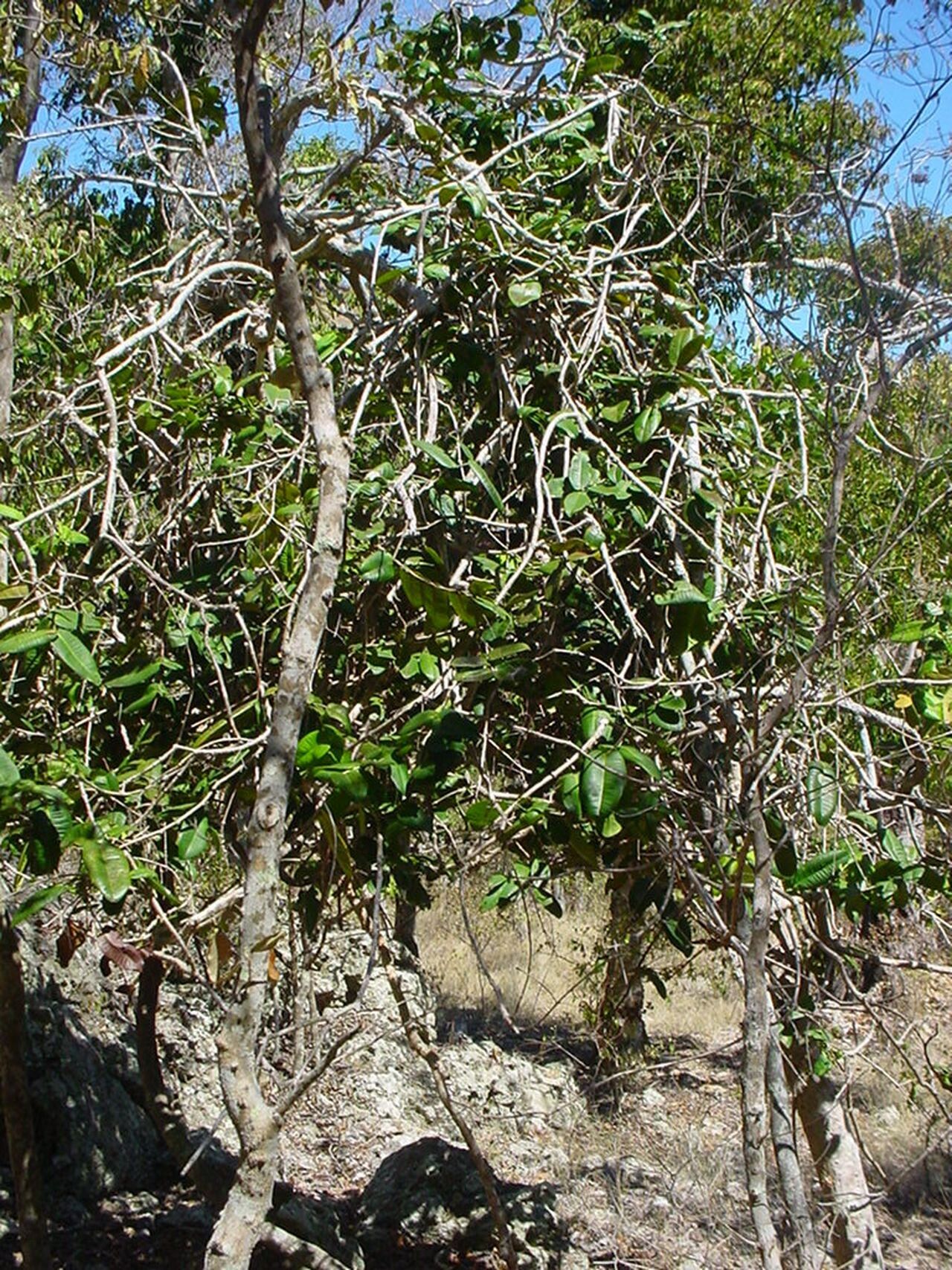 Syzygium pendulinum habit