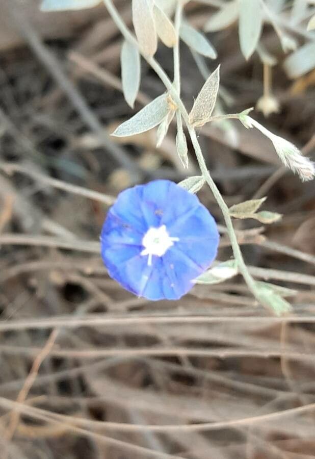 Evolvulus arizonicus flower