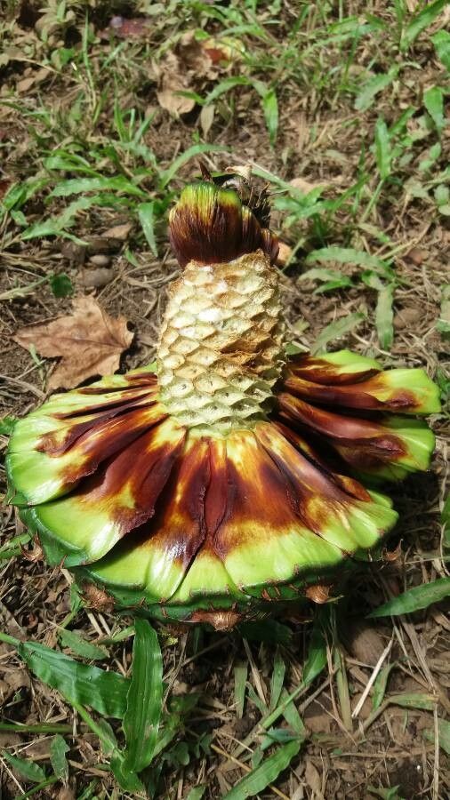 Araucaria bidwillii fruit
