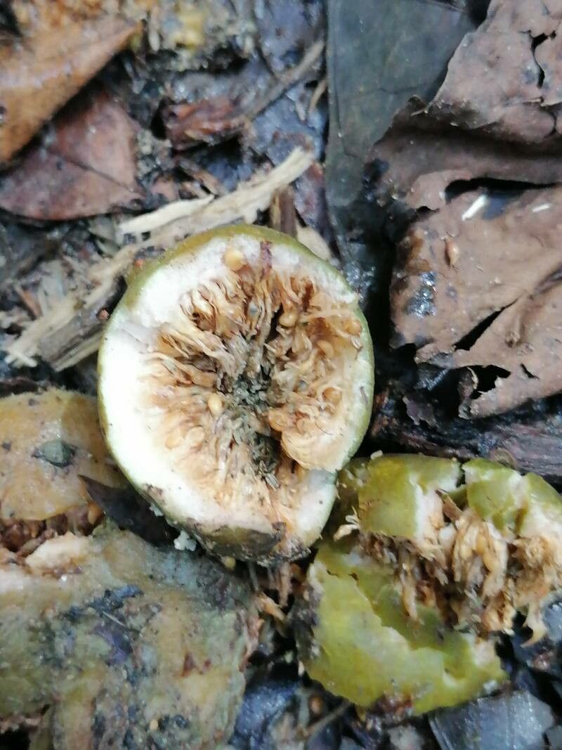 Ficus insipida fruit