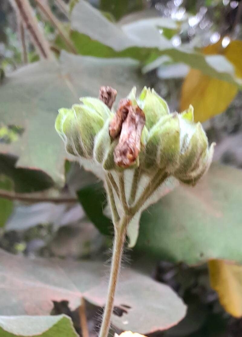 Abutilon umbelliflorum other