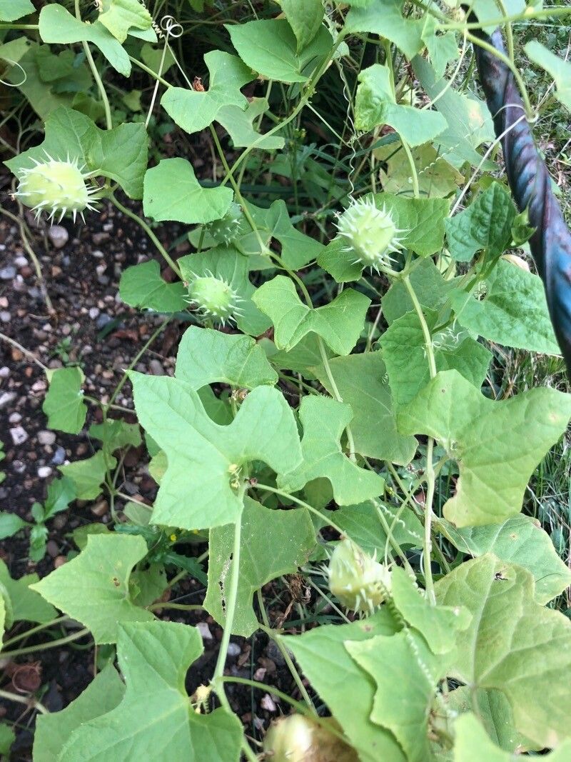 Cyclanthera brachystachya — related species from the same genus