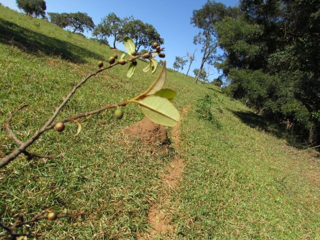 Chrysophyllum marginatum — houseplant care guide