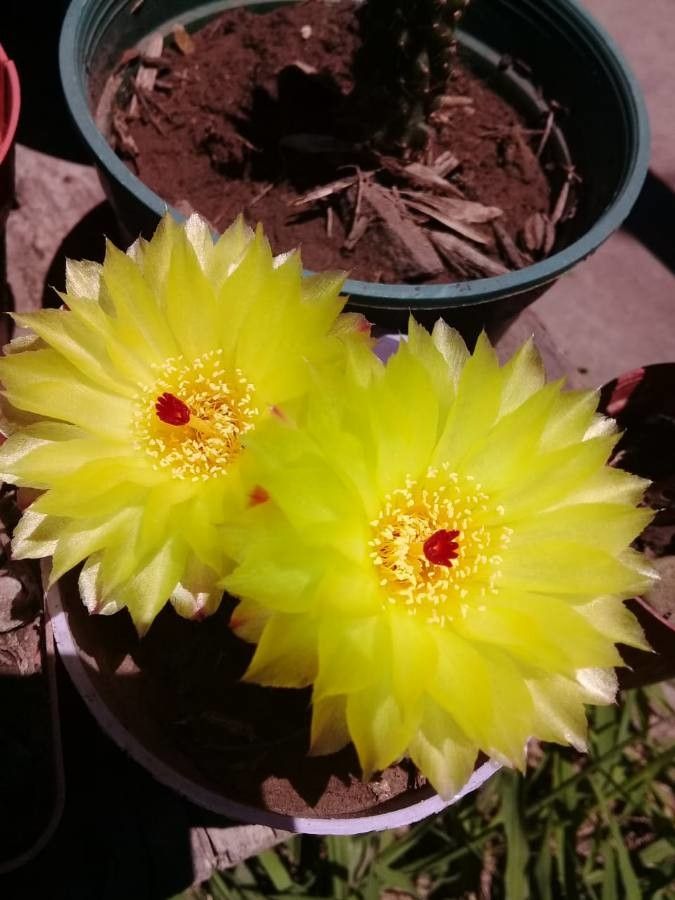 Ferocactus cylindraceus flower