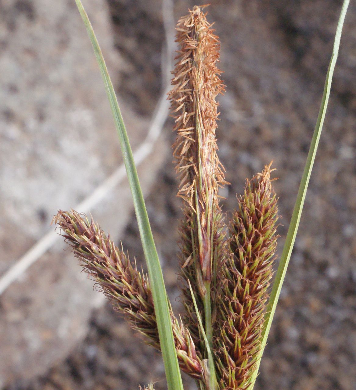 Carex borbonica flower